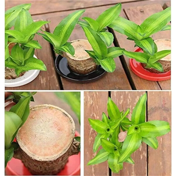 Brazilian Lucky Wood, Mini Home Plant Decorations