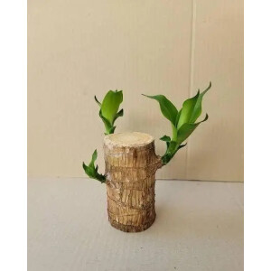 Brazilian Lucky Wood, Mini Home Plant Decorations