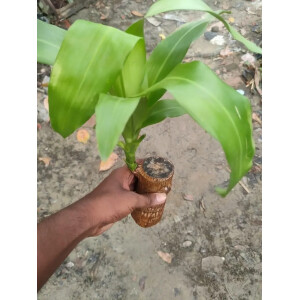 Brazilian Lucky Wood, Mini Home Plant Decorations