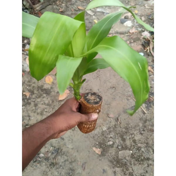 Brazilian Lucky Wood, Mini Home Plant Decorations