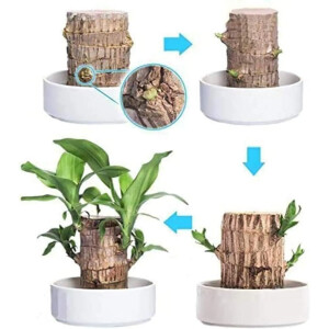 Brazilian Lucky Wood, Mini Home Plant Decorations