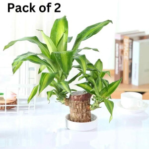 Brazilian Lucky Wood, Mini Home Plant Decorations